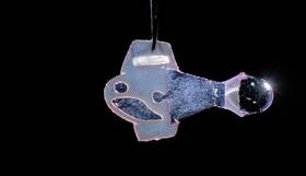 ساخت ماهی با استفاده از سلول های قلب انسان