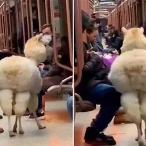  گشت‌وگذار بامزه و خنده‌دار یک لاما در متروی مسکو