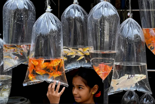 فروش ماهی در هند