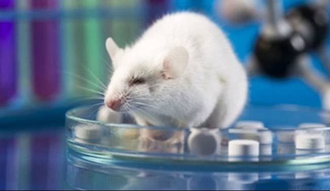 موش‌ها به کمک درمان بیماری ام‌اس می‌آیند 