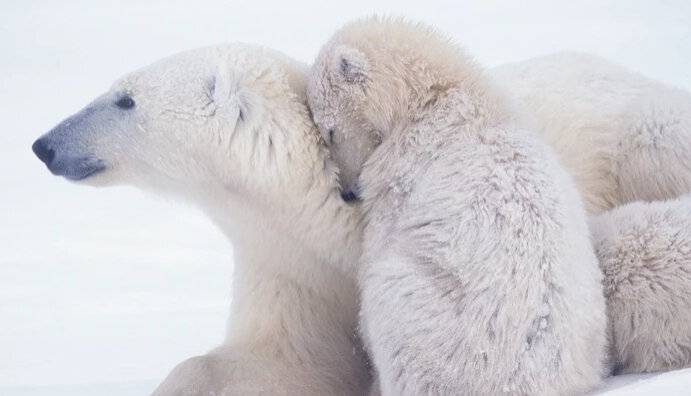 خرس‌های قطبی چگونه گرم می‌مانند؟