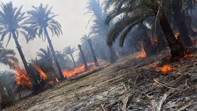 آتش‌سوزی ۱۰۰ اصله نخل در آبادان؛ علت حادثه در دست بررسی