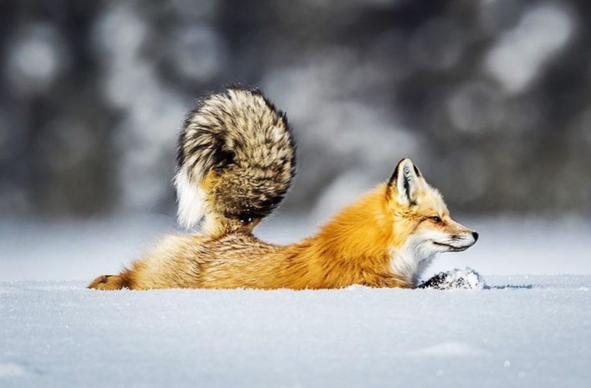 شکار یواشکی روباه!