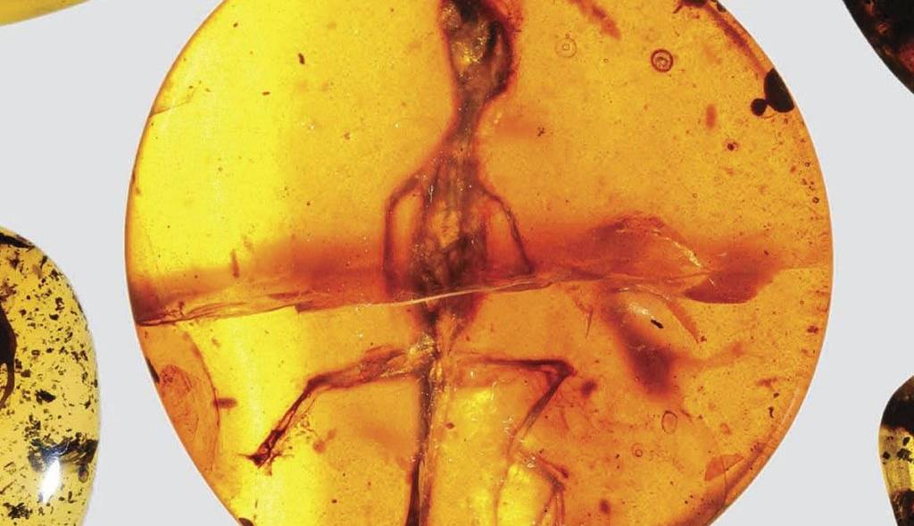 کشف مارمولکی باستانی که ۱۱۰ میلیون سال پیش درون کهربا گرفتار شد!