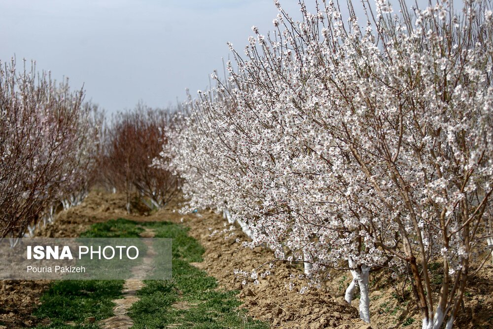 شکوفه‌های بهاری در زمستان