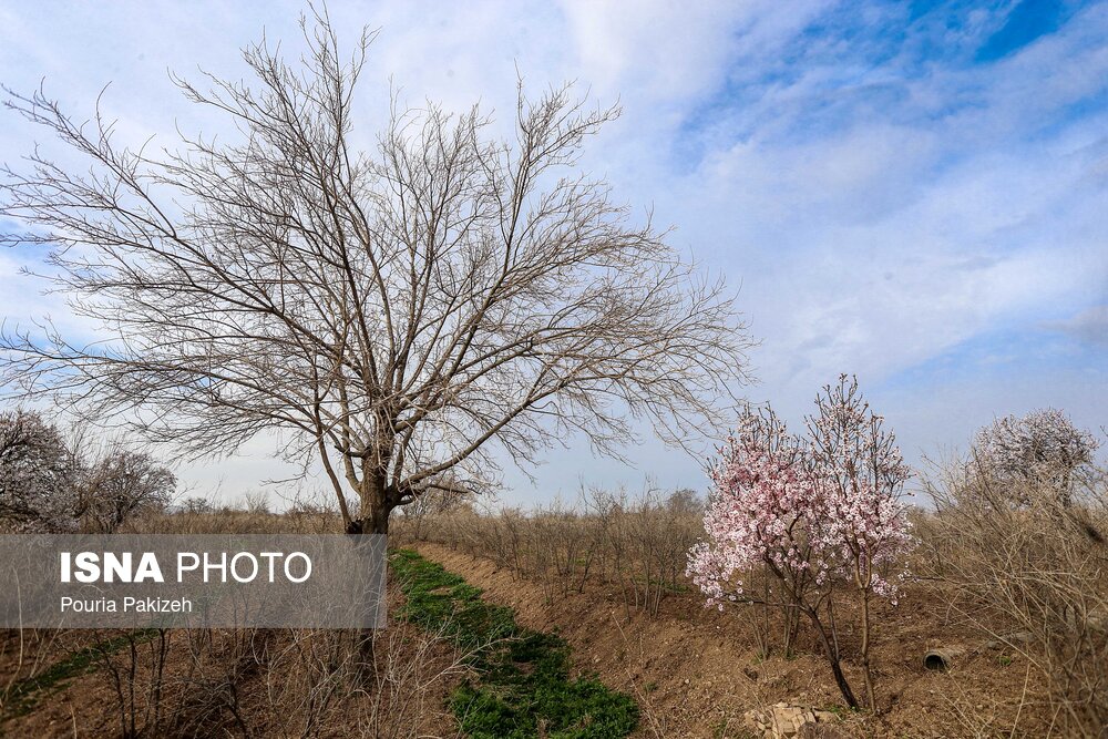 شکوفه‌های بهاری در زمستان