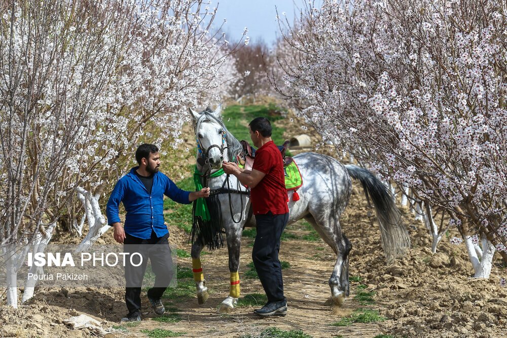 شکوفه‌های بهاری در زمستان