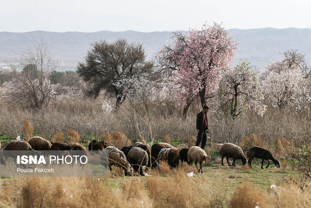 شکوفه‌های بهاری در زمستان