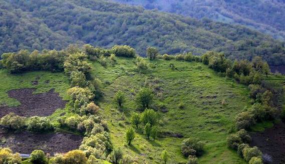 سازمان جنگل‌ها: حفاظت از جنگل‌ها در دستور کار قرار گیرد