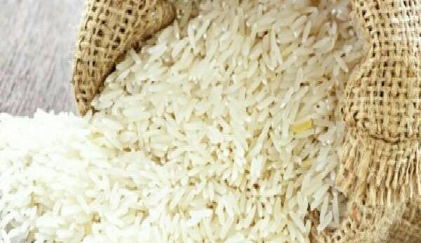 کشت برنج در کشور مشروط شد