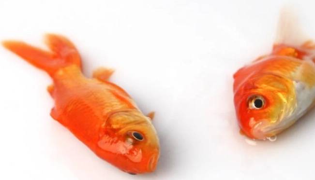 چرا ماهی مرده روی آب شناور می‌شود؟