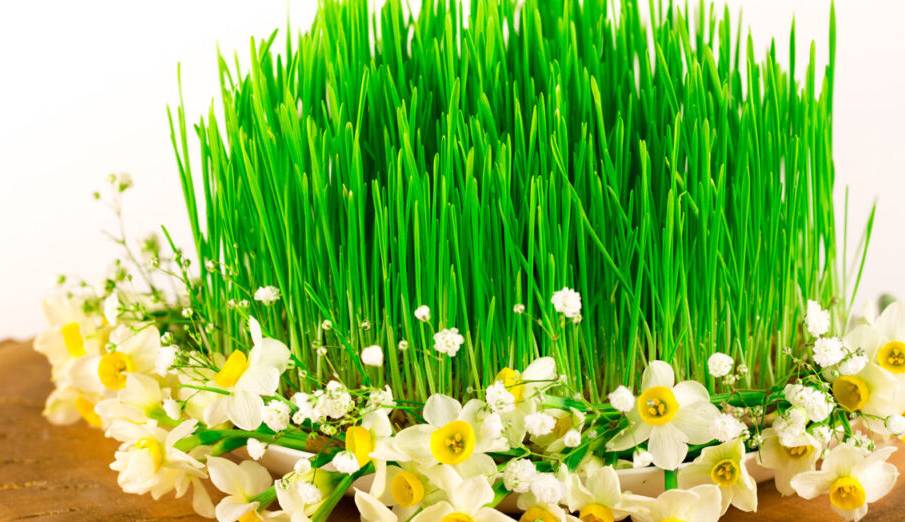 دستور تهیه سبزه گندم در تنگ ماهی