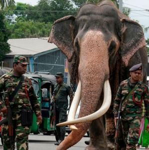 4گوشه دنیا/ فیل مقدسی که قرار است در سریلانکا مومیایی شود! 