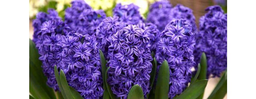 ایده درست کردن گل سنبل سفره هفت سین با فوم