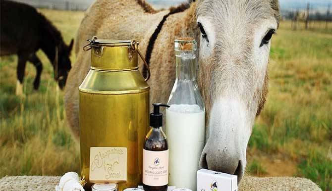 شیر الاغ نوشدارو نیست