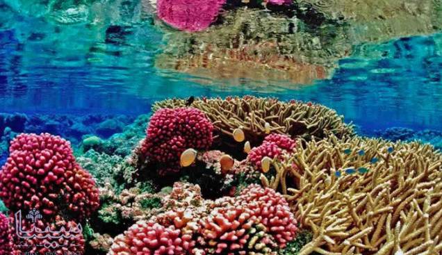 کشف گونه ای مقاوم از مرجان نسبت به گرم شدن اقیانوس ها