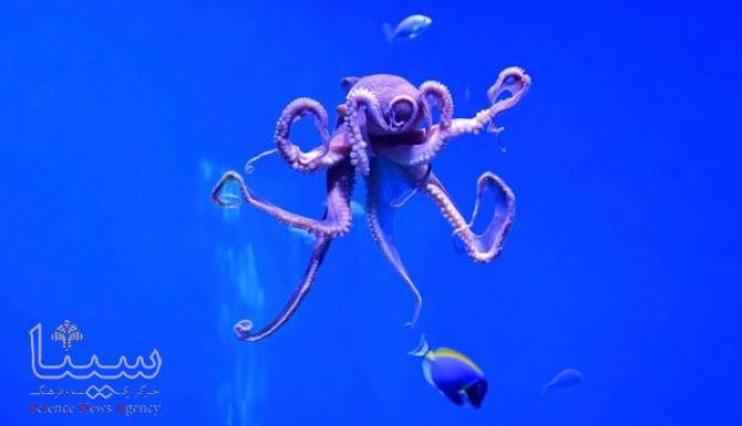 قدمت اختاپوس‌ ها از دایناسورها بیشتر است!