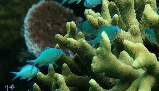 تغییر سرعت تکامل ماهی ها به دلیل اسیدی شدن دریاها