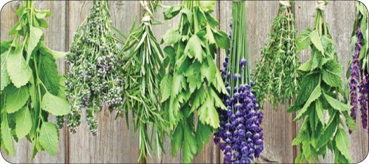 شیوه خشک کردن سبزی های بهاری