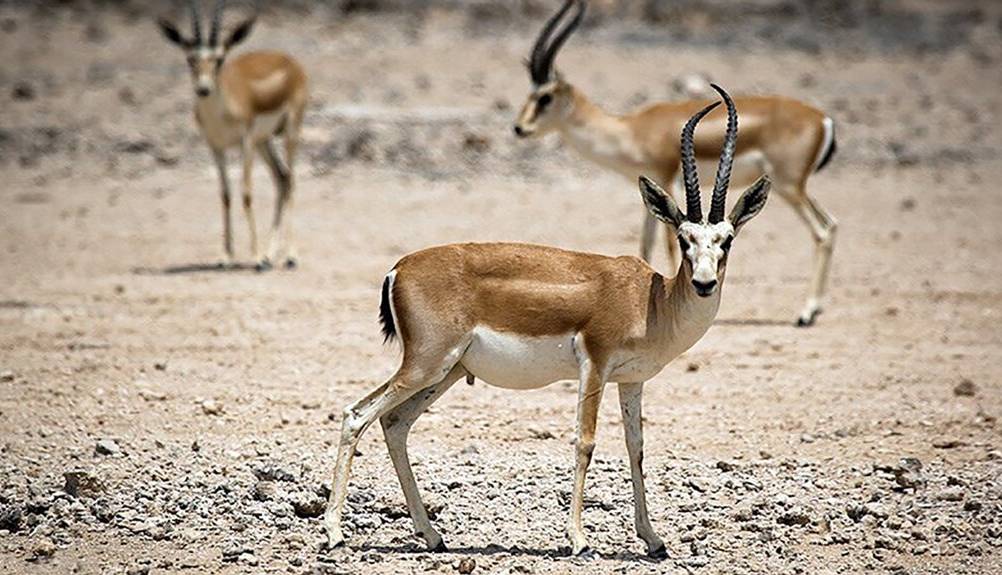 چرا شکار در ایران برای شکارچیان آمریکایی و اروپایی جذاب است؟