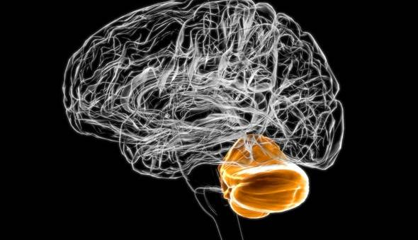 مغز چگونه می‌تواند پرخوری را محدود کند؟