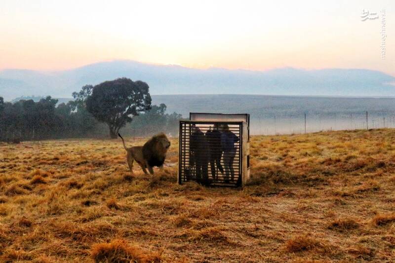 ملاقات با شیر از نمایی خیلی نزدیک