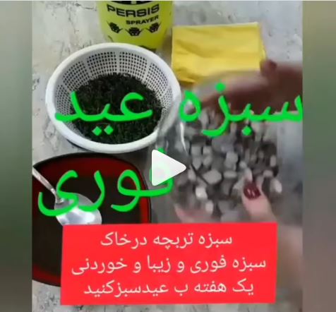 چطور سبزه عید را فوری بیاندازیم؟