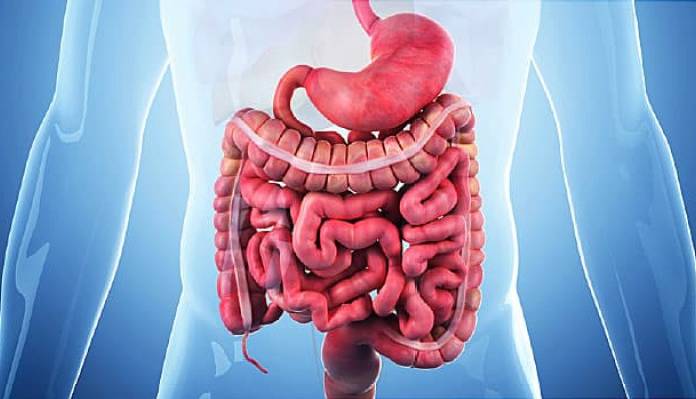 رمزگشایی از پچ پچ باکتری های روده