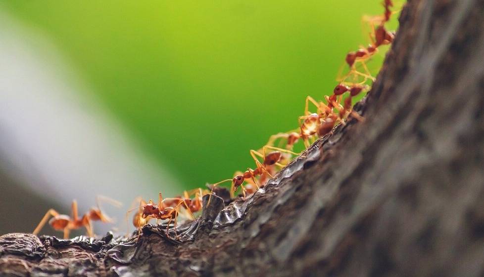 مورچه‌ها حتی پس از انجماد نیز راه کلونی خود را گم نمی‌کنند