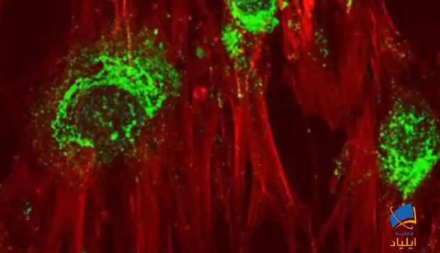 تبدیل سلول‌های بنیادی به سلول‌های استخوانی