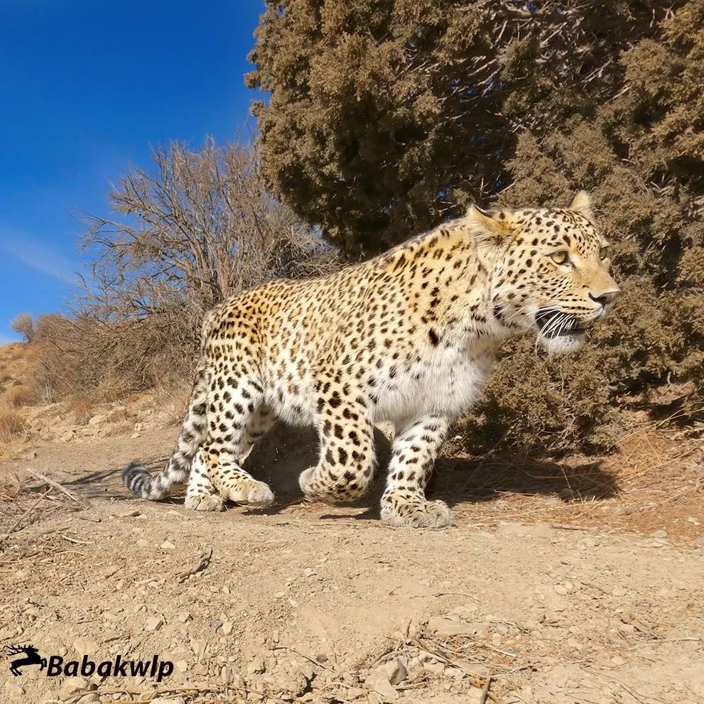 پلنگ زیبای ایرانی در شمال ایران 