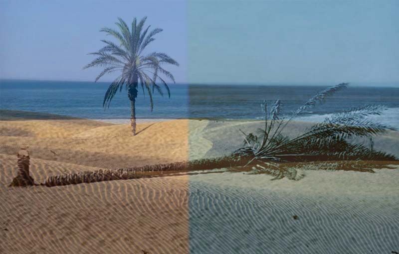 افراد ناشناس تک‌ درخت نخل «ساحل دَرَک» زرآباد را شبانه بریدند