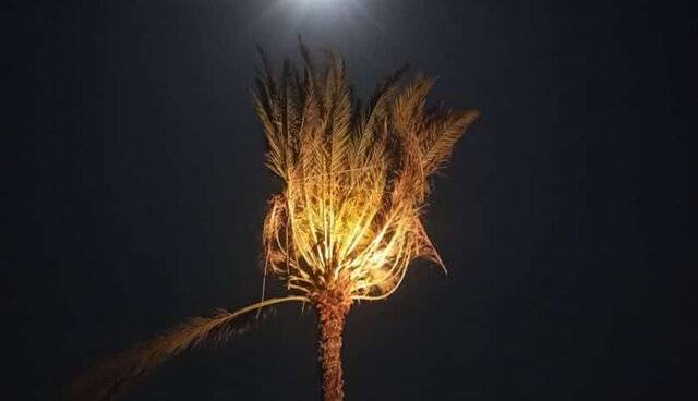 تصاویری از جایگزینی تک نخل ساحل دَرَک