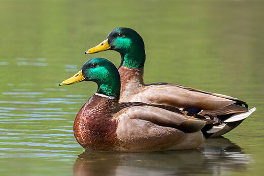 حرکت هماهنگ بچه اردک‌ها برای عبور از دریاچه یخ‌زده