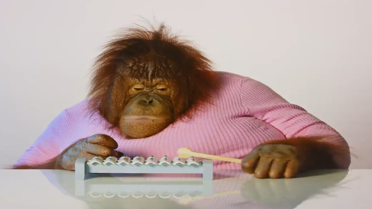 اورانگوتان موزیسین!