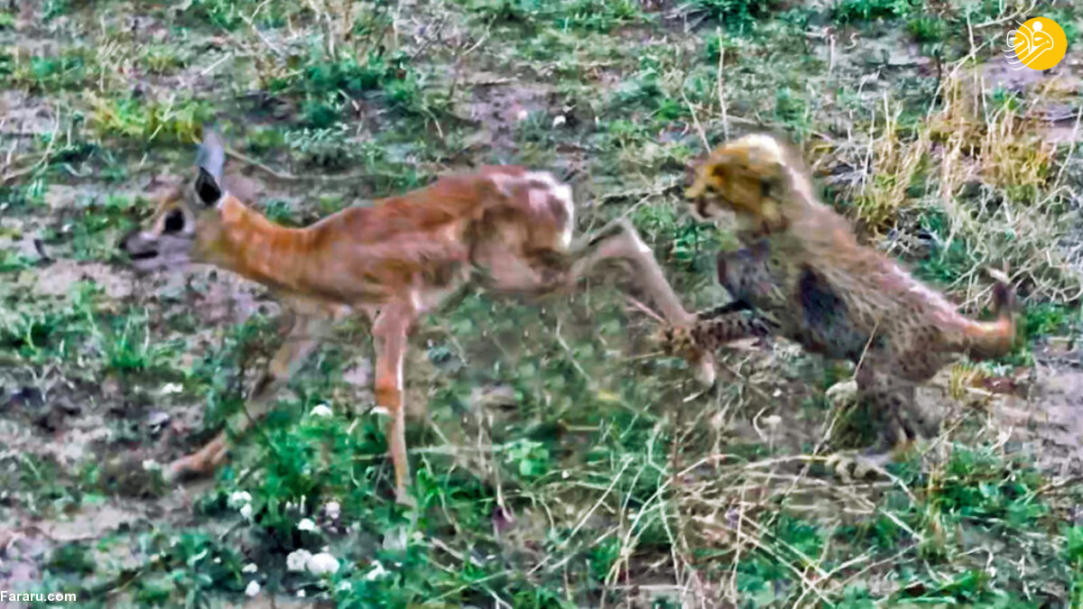 دوئل بچه غزال تازه متولد شده با سه توله یوزپلنگ