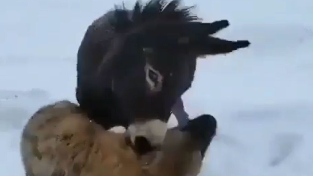 بازی کردن کفتار و کره خر