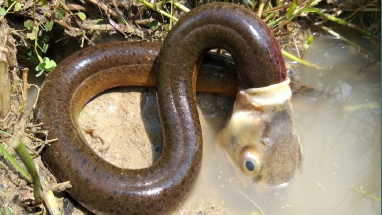 ماهی شکارچی که هنگام شکار طعمه مار دیگری شد