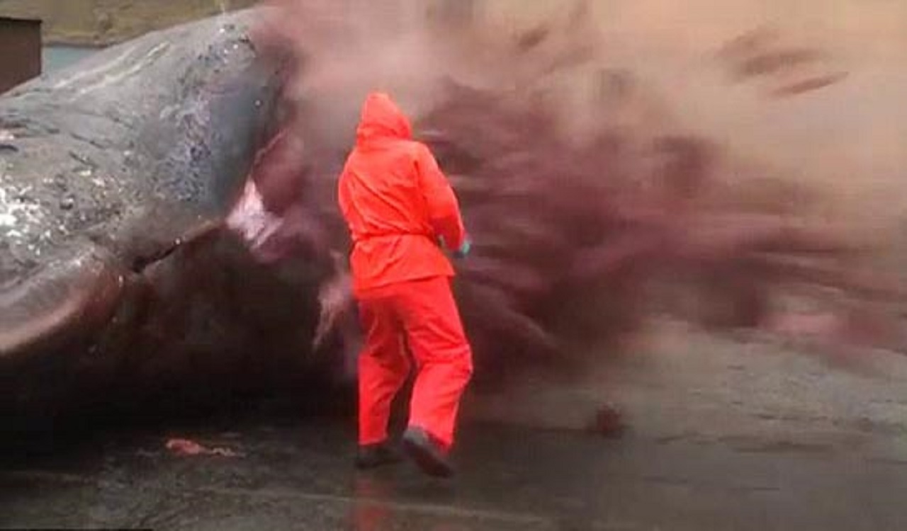 لحظه منفجر شدن وال مرده در دریا