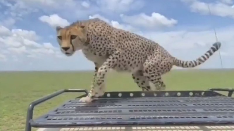 وقتی خودروی توریست‌ها محل استراحت یوزپلنگ می‌شود!