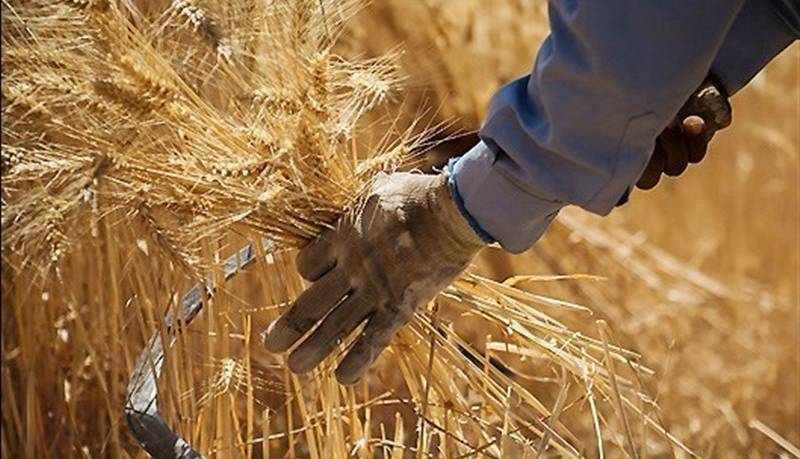 کدام کشورها بیشترین تامین‌کننده گندم در جهان هستند؟