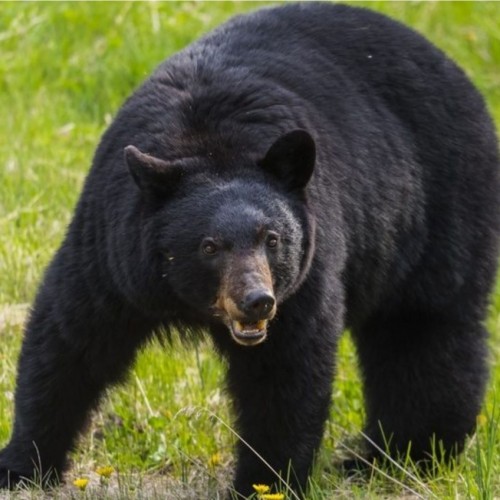 حمله خرس سیاه به خوک ماده و دفاع جانانه شوهر!