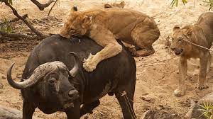 تلاش های بی فایده بوفالوی تنها برای گریختن از چنگال شیرها