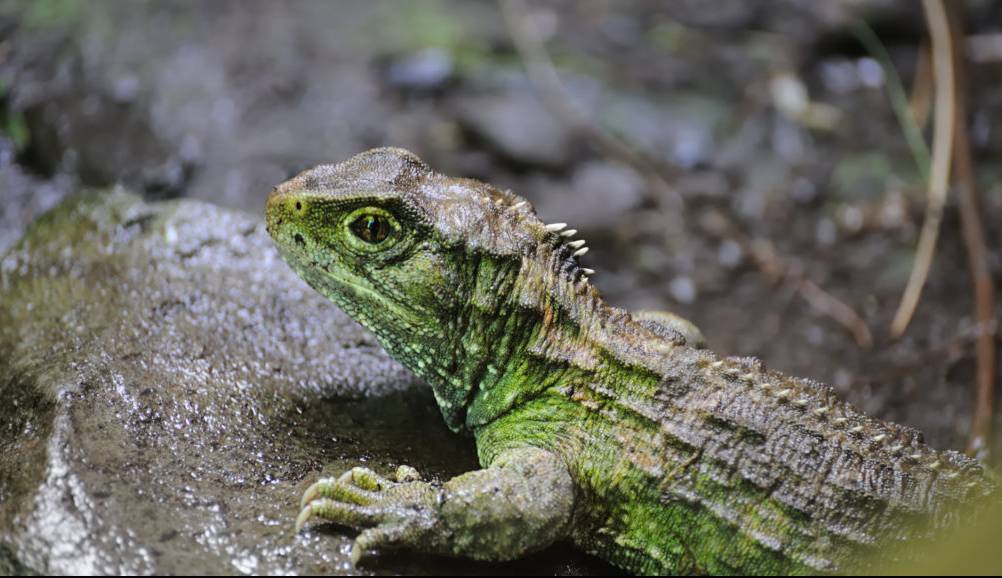 گوناگون/ کهن ترین خزنده ای که از ۱۹۰ میلیون سال پیش تاکنون روی زمین بوده است