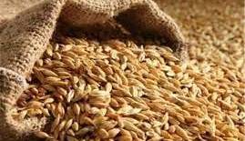 قیمت خرید تضمینی گندم تعیین شد