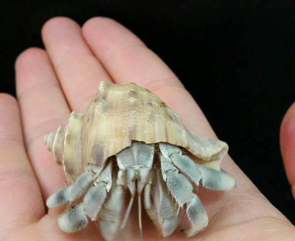 خرچنگ های هرمیت در جزیره هندورابی