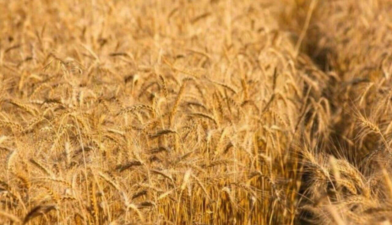 پیش بینی بنیاد گندمکاران از افزایش ۷۰ درصدی خرید تضمینی