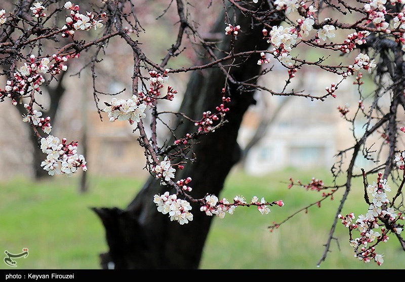 شکوفه های زیبای بهاری در سنندج