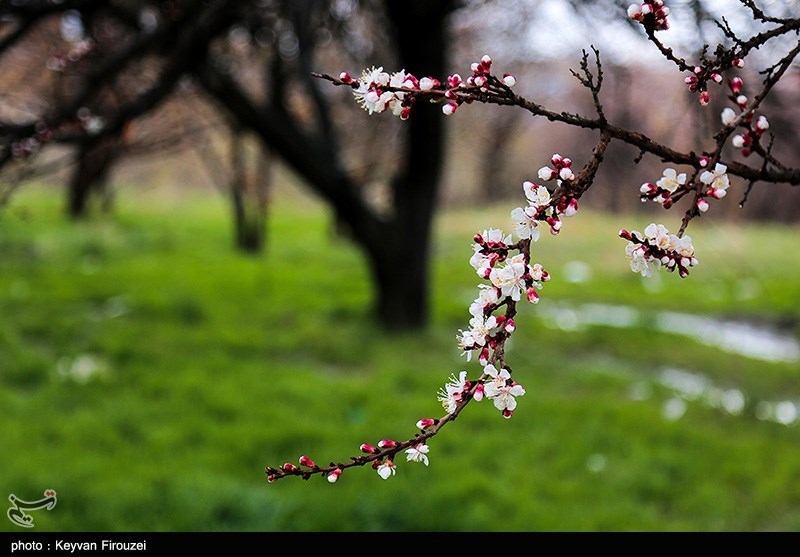 شکوفه های زیبای بهاری در سنندج