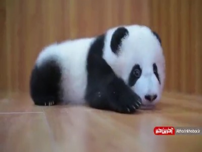ویدئویی دیدنی و جذاب از پانداها
